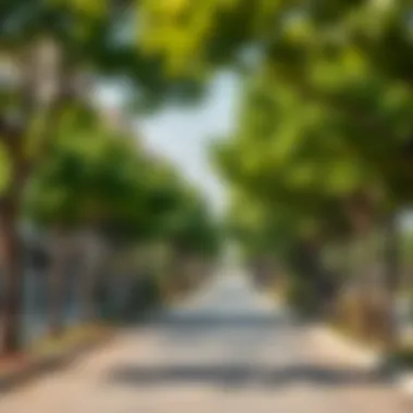 Maple-lined streets contributing to community well-being