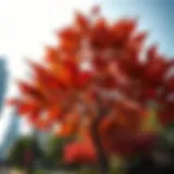 A stunning view of maple trees in Dubai's urban landscape