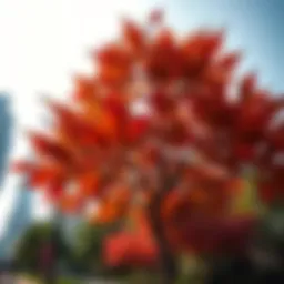 A stunning view of maple trees in Dubai's urban landscape