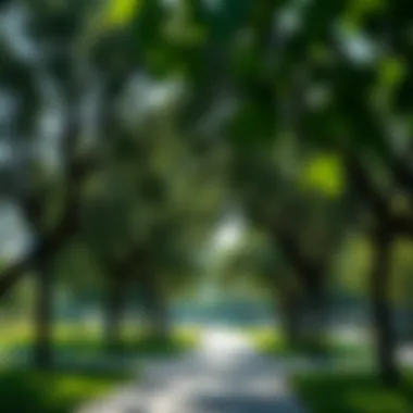 Maple trees providing shade in a bustling Dubai park