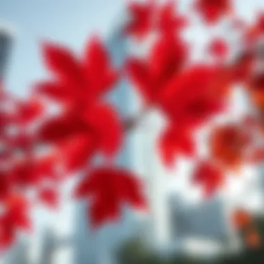 A close-up of vibrant maple leaves against Dubai's skyline